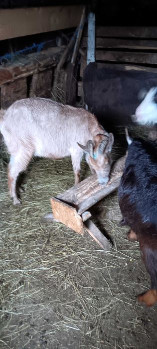 Capre metis de alpin