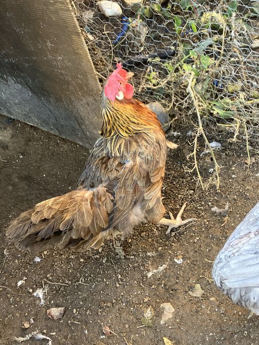Vand puicuta gaina italiana tanara cadou cocosel