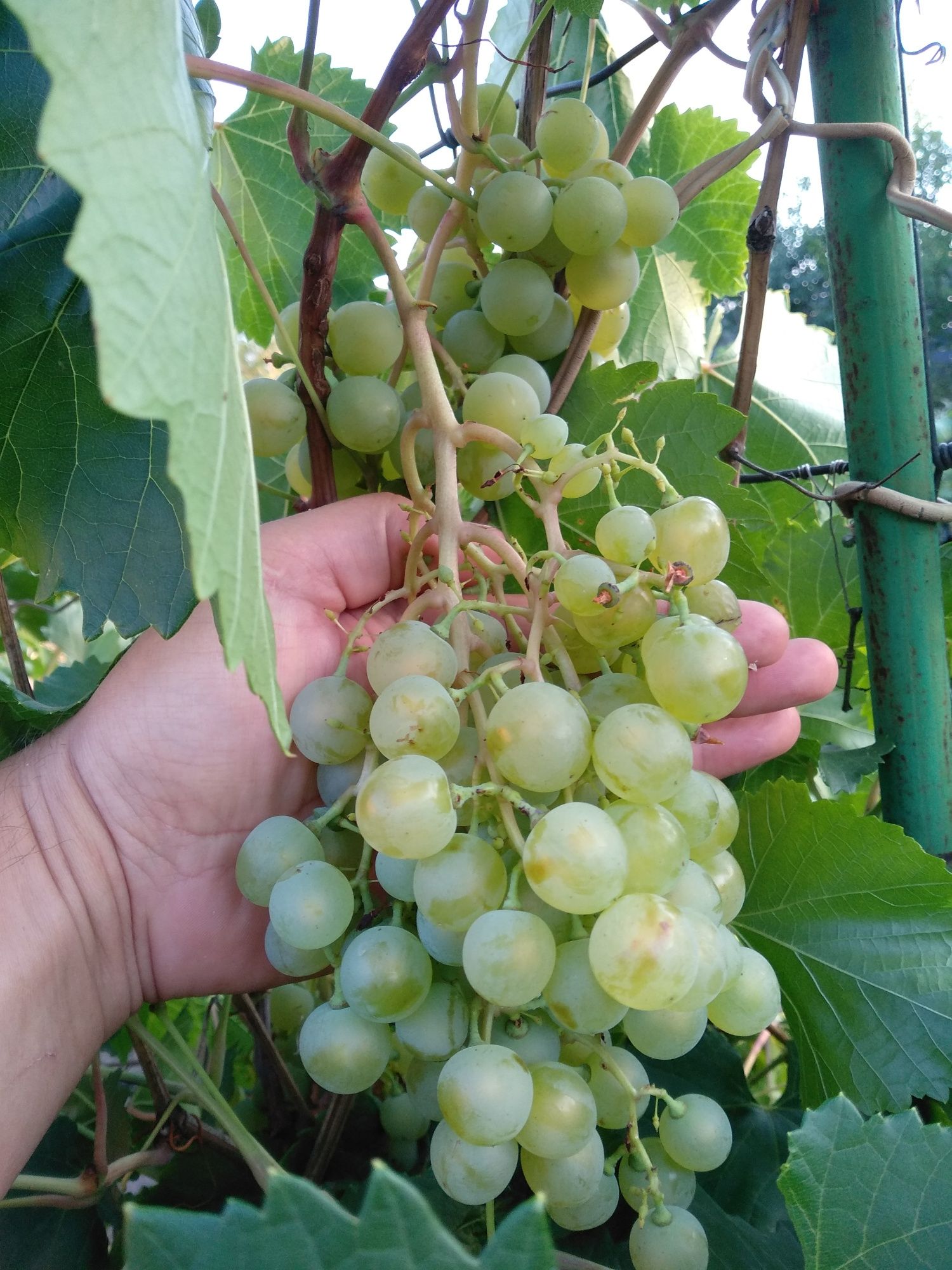 Саженцы виноград 3+1