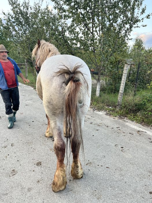 De vanzare armasar de 10 ani
