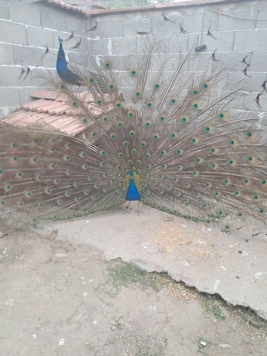 Паун мъжки индийски 4 годишен