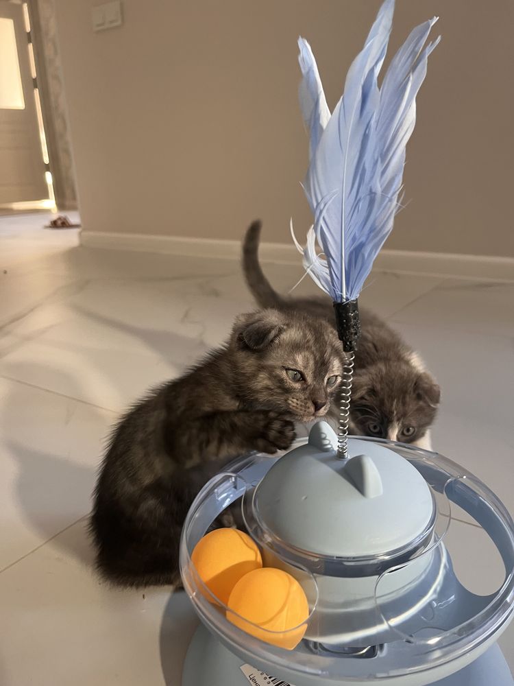 Котята , кошки , кот  . Вислаухие