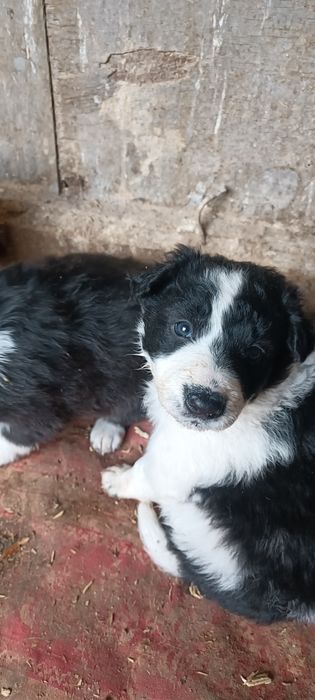 4 Бордър Колита от работещи родители