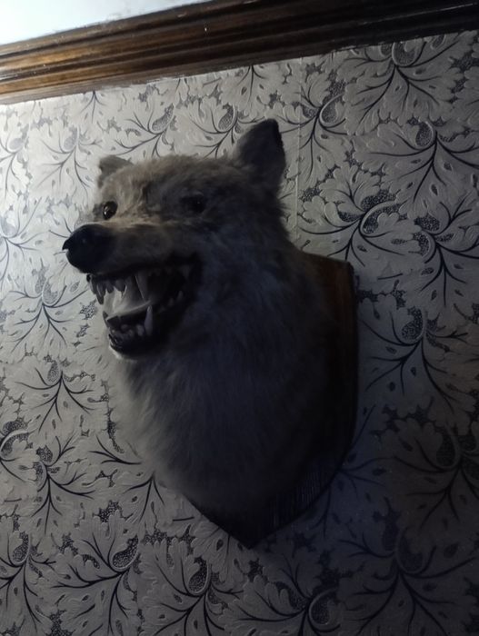 чучело волка голова