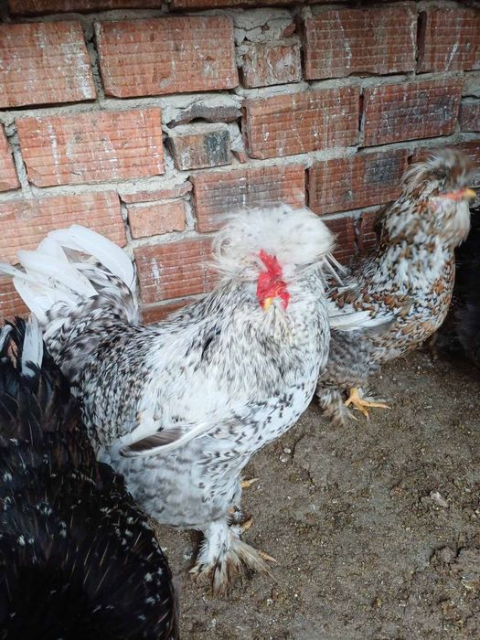 Продавам кокошки и петли