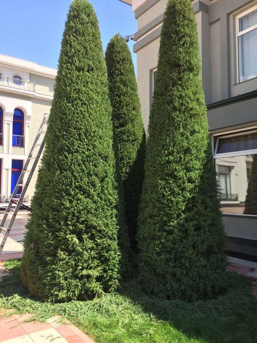 Стрижка газона и елок система полива gazon ekish rulon gazon