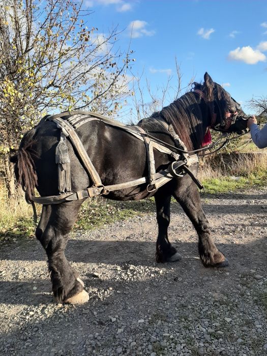 Cai de vanzare volovăţ