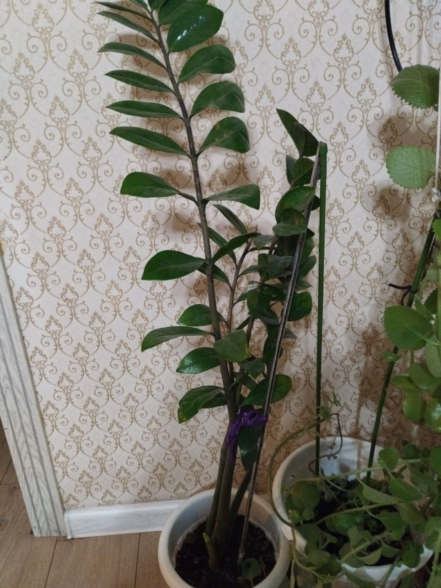 продам комнатную цветы