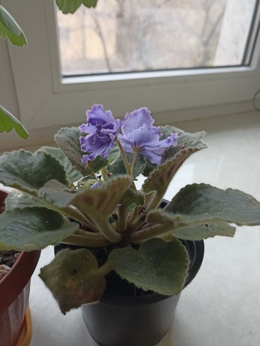 Цветы комнатные продам