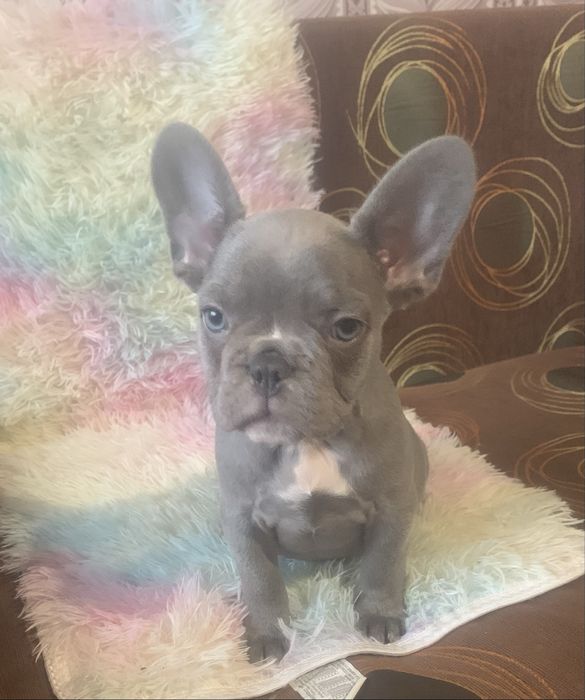 Малки френски булдочета