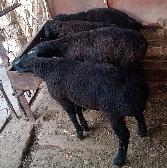 Qo'chqo'r Chirchiq 4mln DOSTAVKA si bor tekin