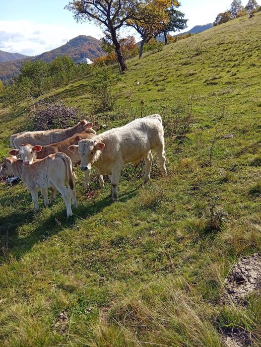 Vand tot ce se afla in poze