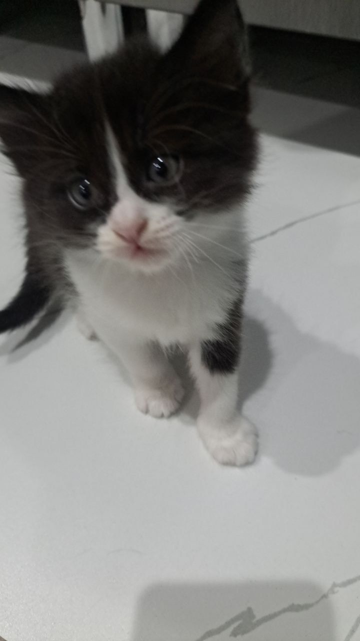 Продам Котят красивые, умные