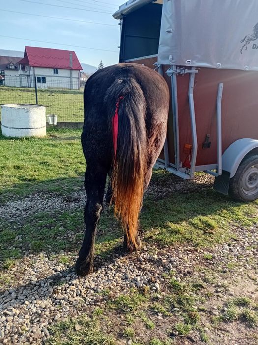 Vând mânză în vârstă de 3 ani