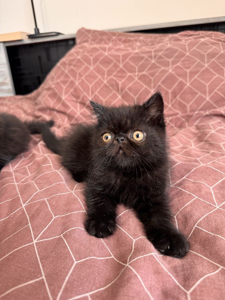 Персийски котенца, котета, котки