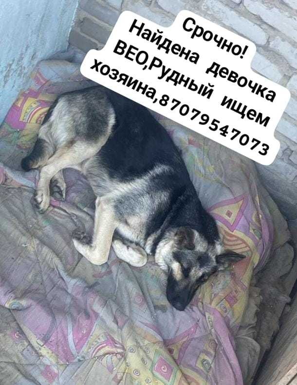 Найдена ВЕО, девочка. Ищем владельца.