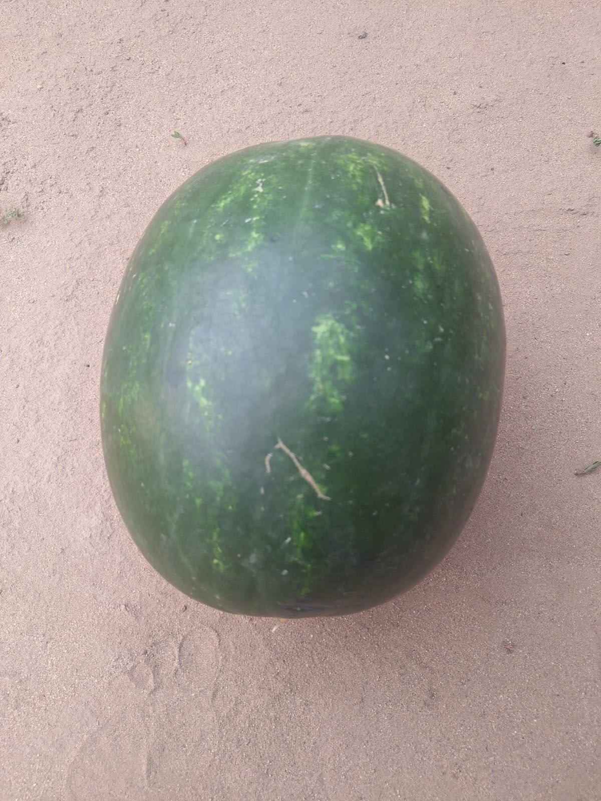 Lubenite en-gross, pepene verde