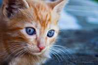 British Tabby Portocaliu ochii albaștri (Garfield)