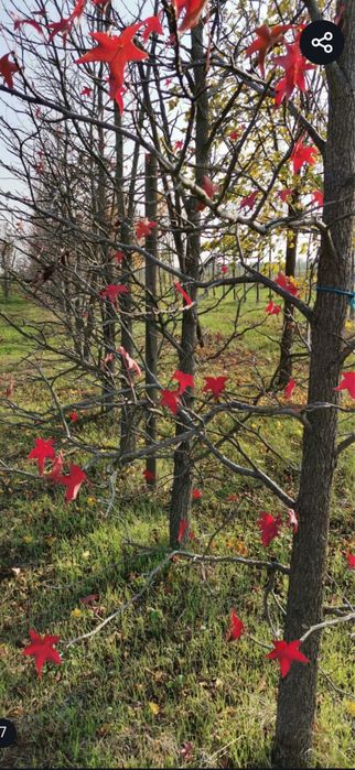 Plante ornamentale maslin cedru frasin tei artar japonez