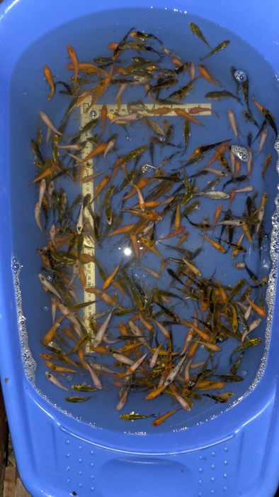 Crap koi puiet 4-10cm