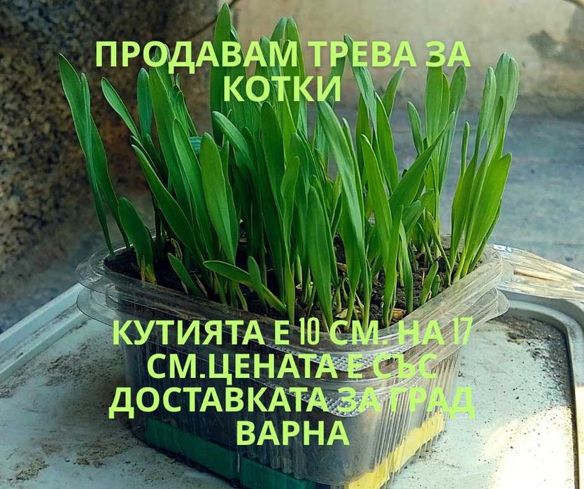 Продавам трева за котки 6 лв. със доставката за град Варна.