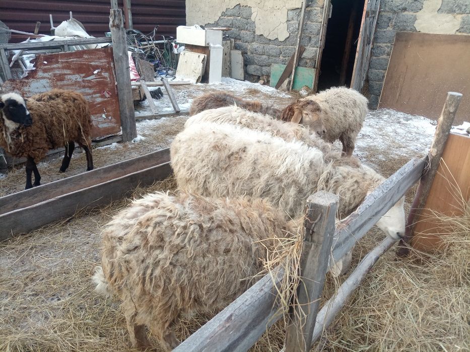 Продам на племя овечек