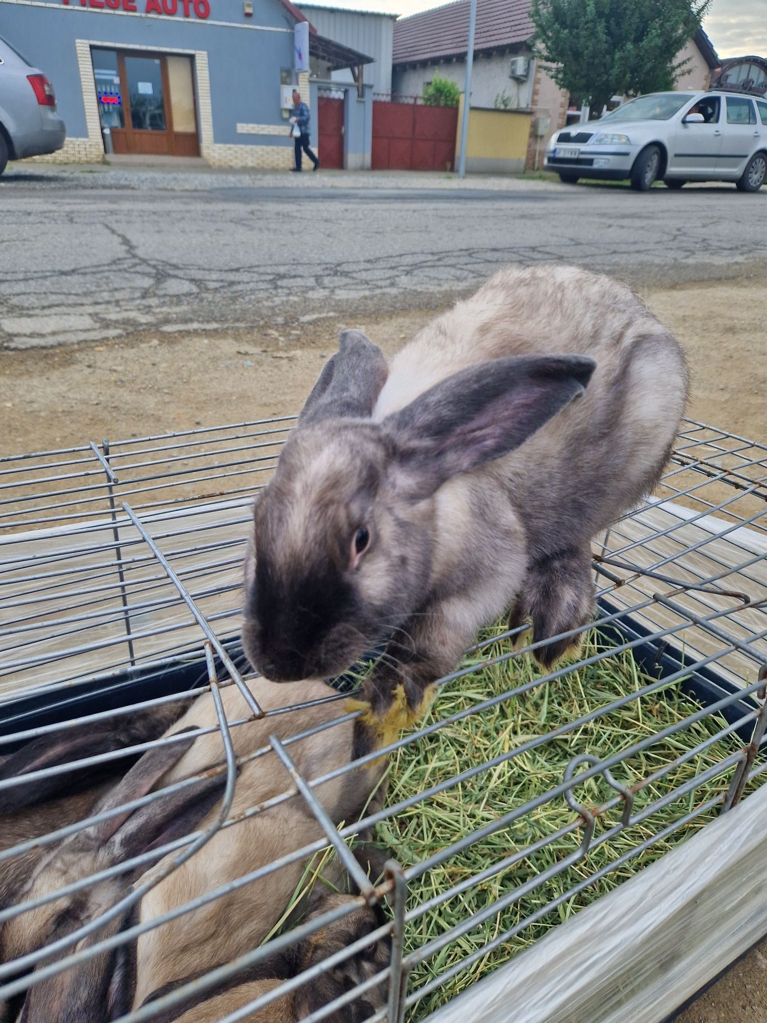 Vând iepuri secuiești