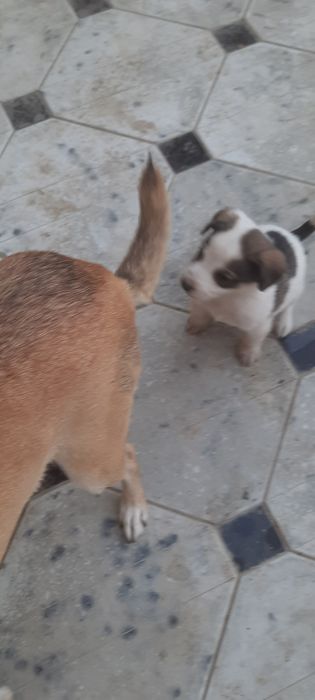 Щенята 2 х месячные