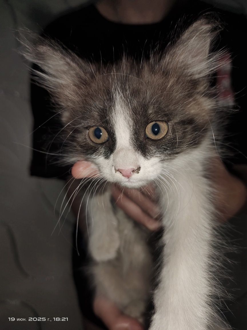 Котята милые 2 месяца