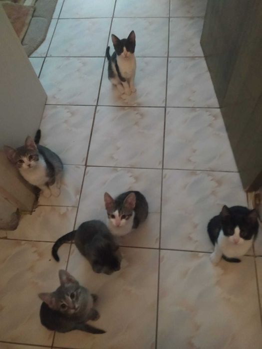 Adoptie Pisicute