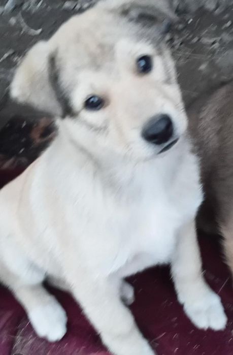 Девочка ищет дом