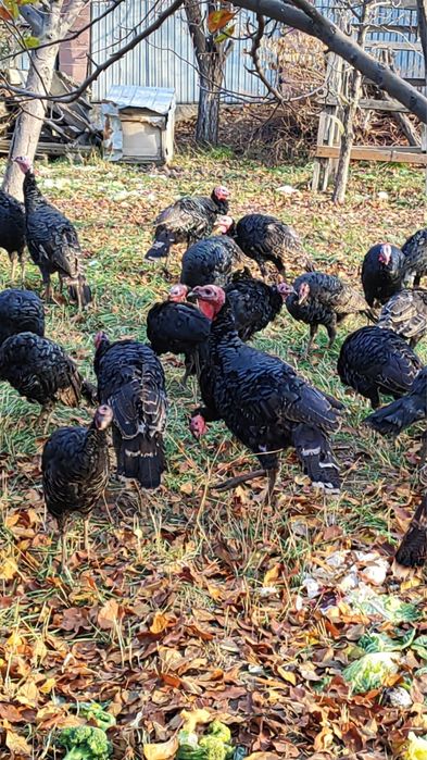 Продам молодые индюки