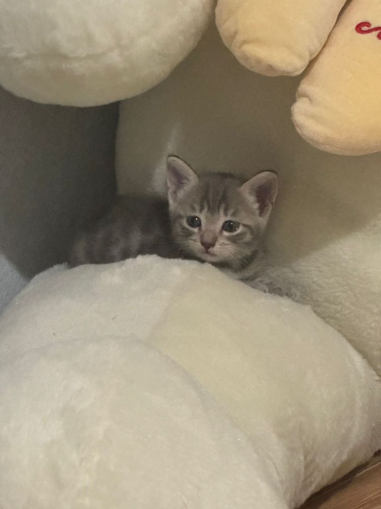 Отдам котят даром