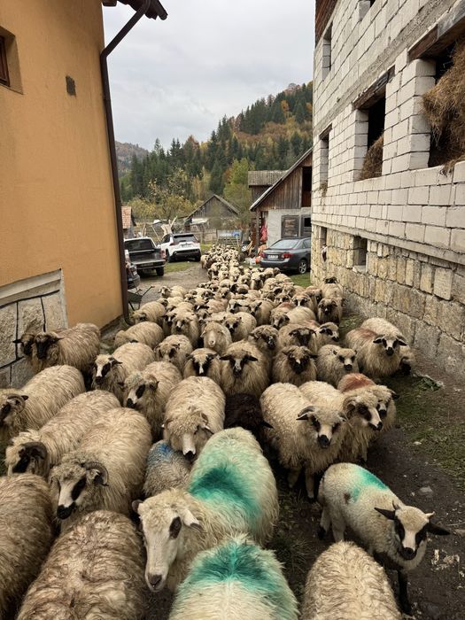 Vand mielute de prasila pe ales