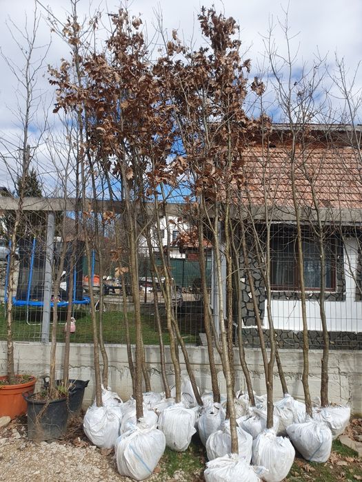Arțar verde, mesteacan decorativ, tei argintiu, platani, stejar verde,