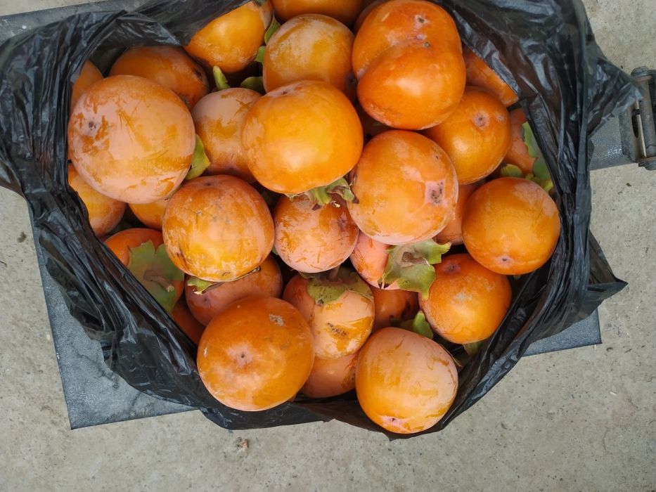 Xurma sotiladi dexqonchilik