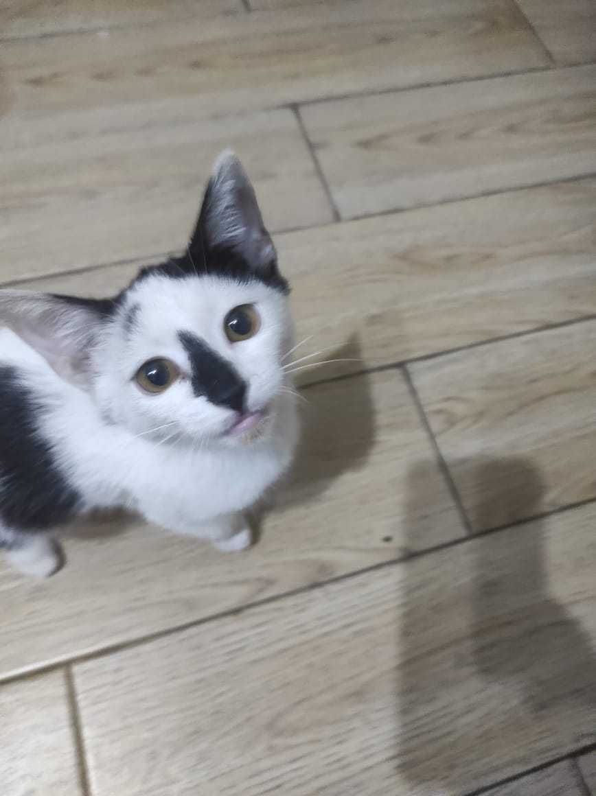 Ухоженный котёнок 2 месяца г. Ленгер