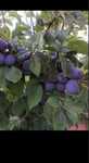 Vindem prune de calitate