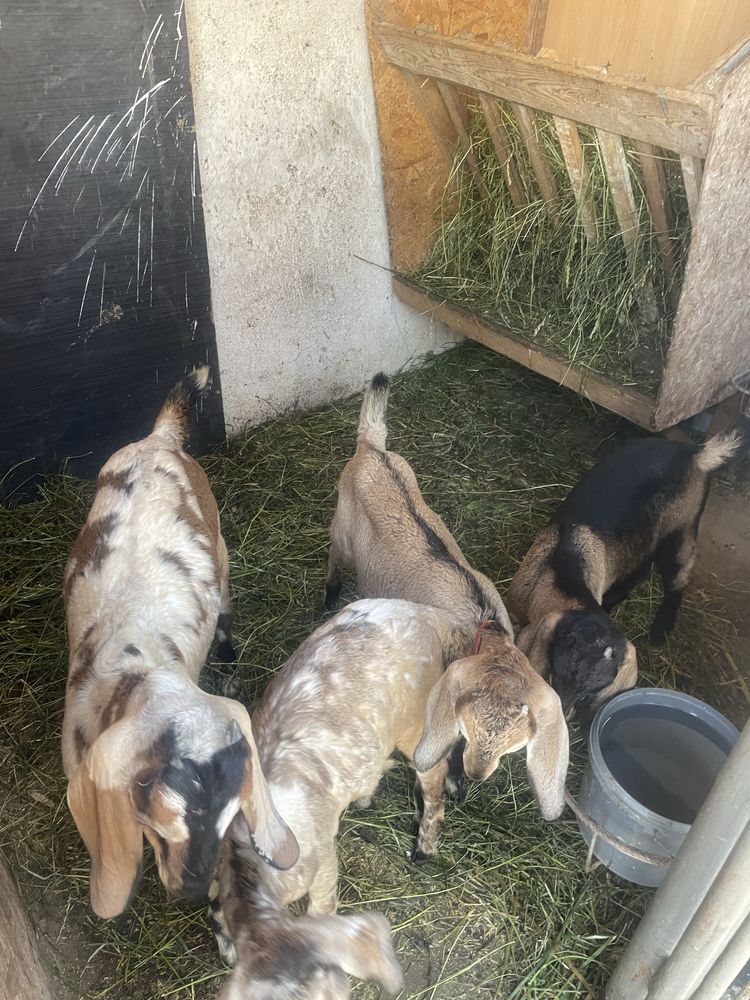 Trei iedite si un tap din rasa aglonubiana au trei luni
