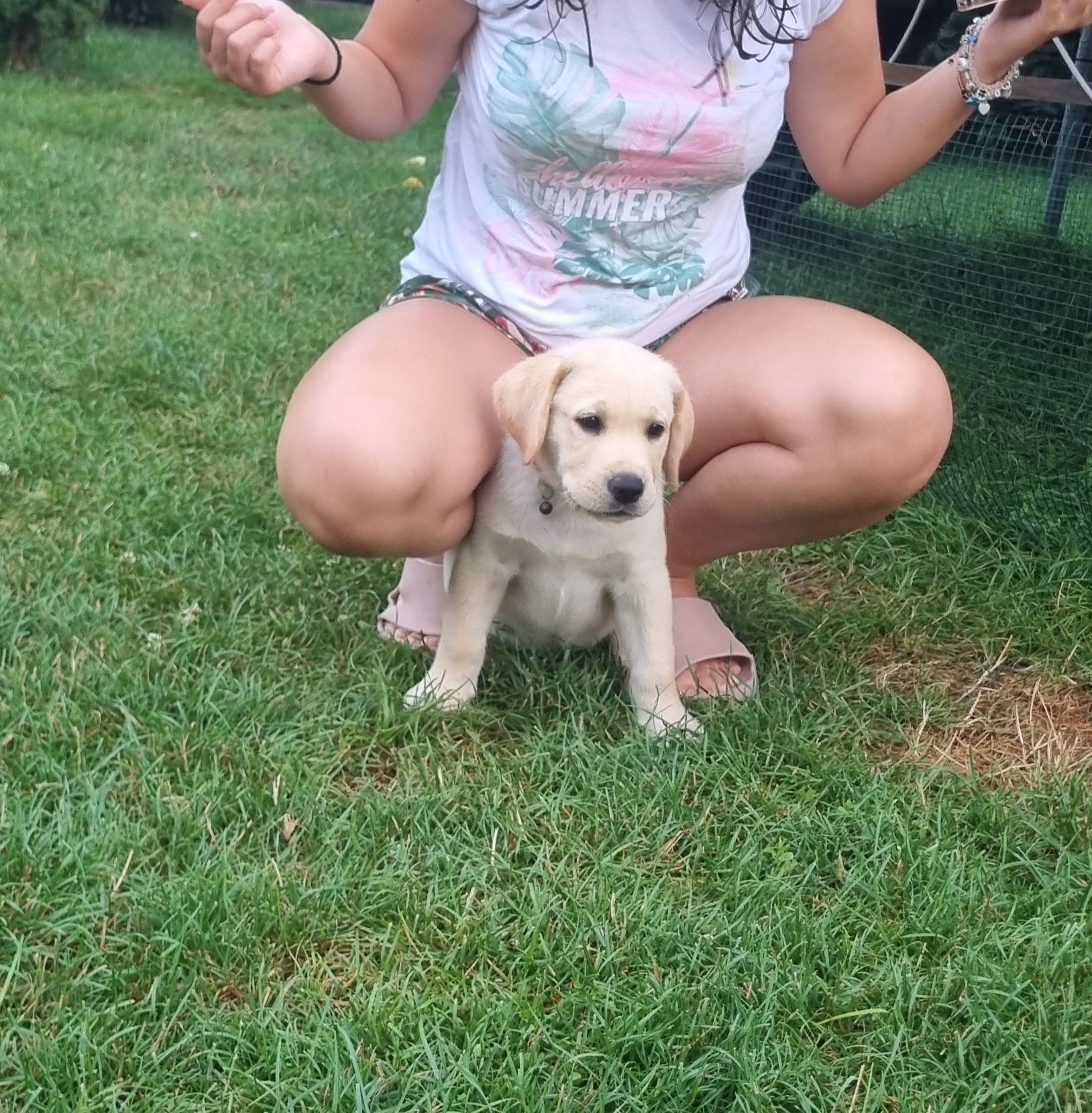 Cațel labrador Retriever