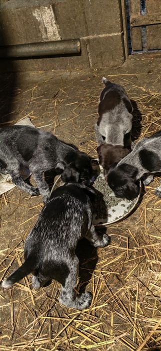 Дратхар кутрета , малки кученца дратхар