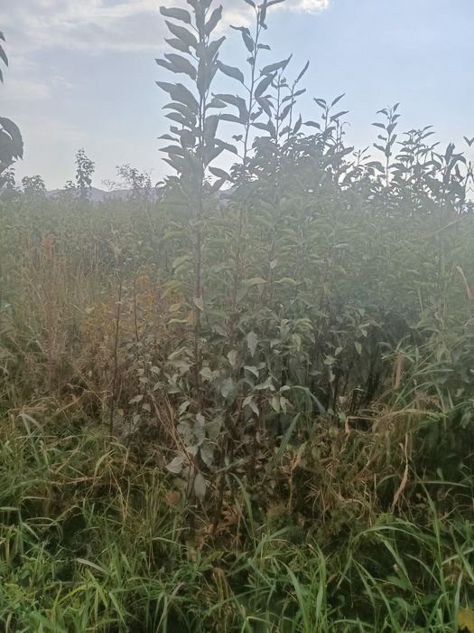 Mevali daraxtlar hammasi kafolatlanadi