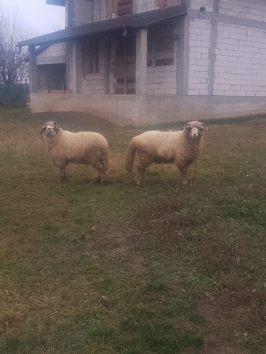 Vând Berbeci Și o Mieluță!!!