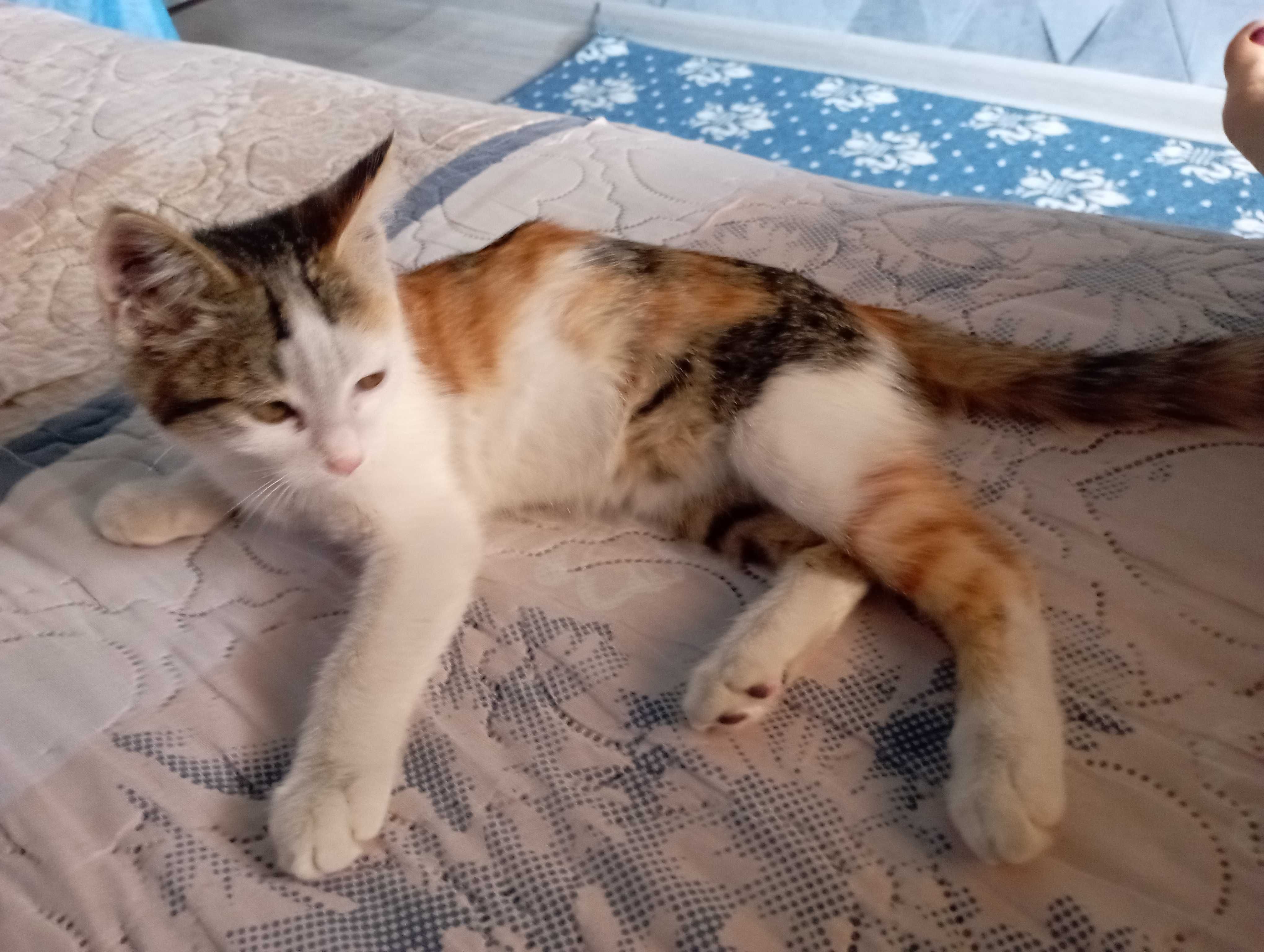 Отдам котят бесплатно в хорошие и добрые руки.