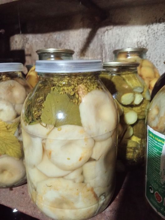 Продам грибы грузди