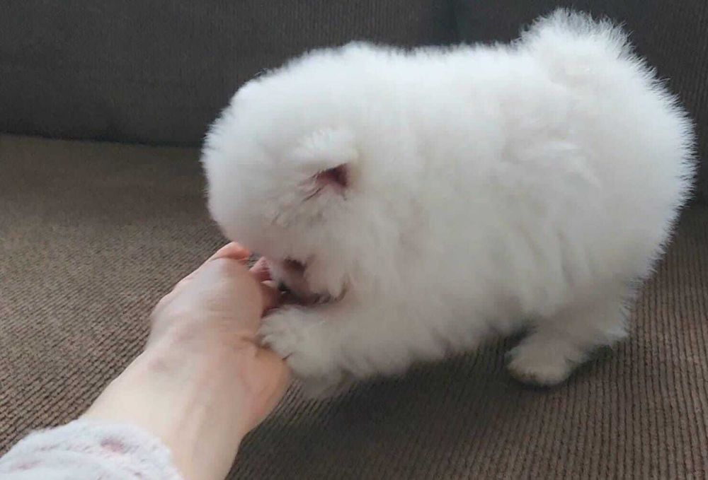 Fetiță Pomeranian talie mică