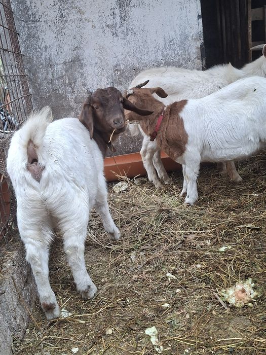 Ieduțe din rasa boer și un țap rasa saanen    1500 toate tre