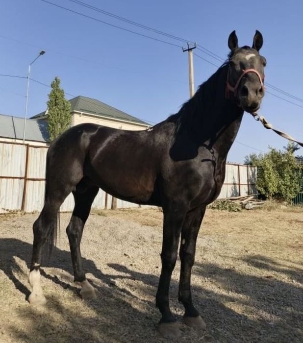 обмен приветствую лошади в любую дисциплину