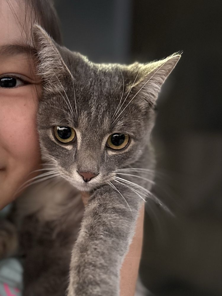 Котенок в добрые руки