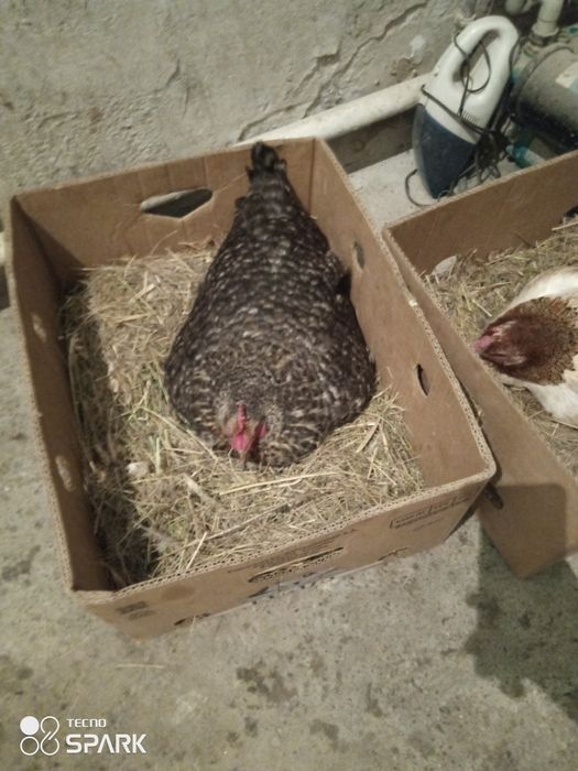 Қурық тауқтар бар 1 дакен 12жумыртқасымен 1 қазақы такуқ 11 жумыртқа